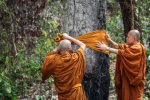 Thai monks use sacred saffron rituals to save trees (Sumber : South China Morning Post/scmp.com)